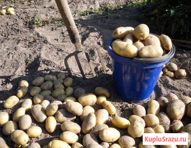 Картофель Калуга - изображение 1