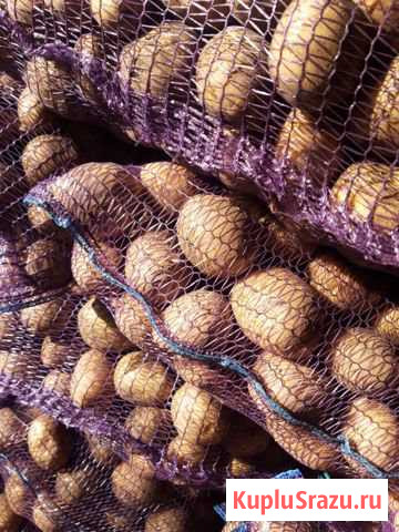 Продам картофель на зиму Лебедянь - изображение 1