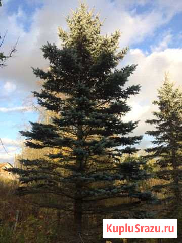 Ель голубая, около 10 метров Сиверский - изображение 1