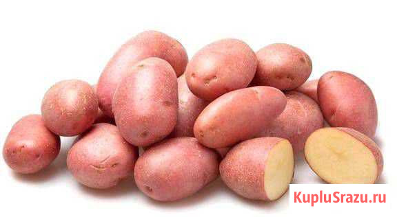 Картофель свежий урожай. Доставка бесплатно Белово - изображение 1