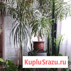Комнатные цветы Улан-Удэ - изображение 1