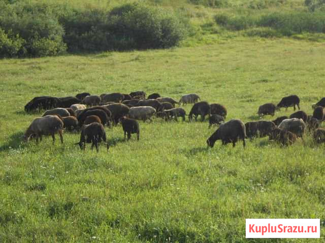 Овцы, бараны, ярки Прокопьевск - изображение 1
