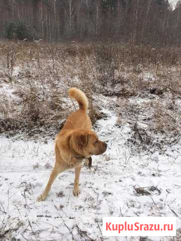 Рыжее счастье ищет дом Протвино - изображение 1