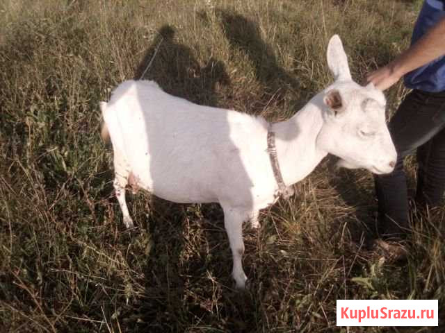Козы дойные Строитель - изображение 1