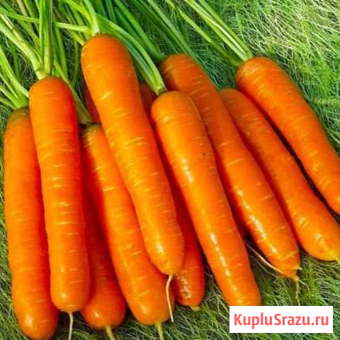 Продаю морковь Каменск-Уральский - изображение 1