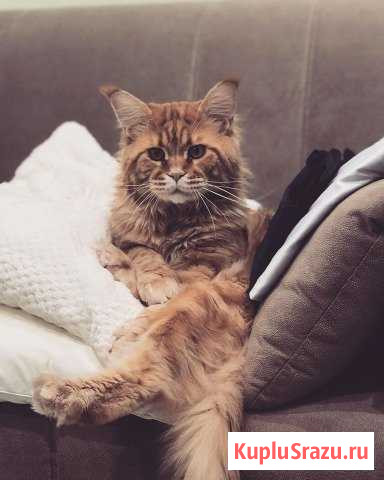 Вязка.Мейн-кун Мартин ищет любовь всей своей жизн Балашиха - изображение 1