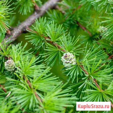 Кедры - Ели голубые -Туи- Лиственницы Выкса - изображение 1