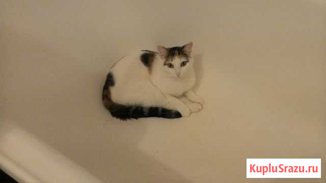 Кошка Новоуральск - изображение 1