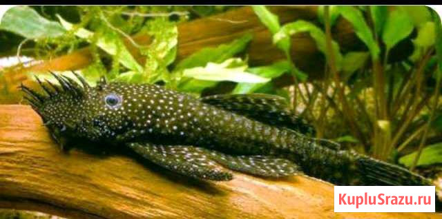 Анциструс песок Братск - изображение 1