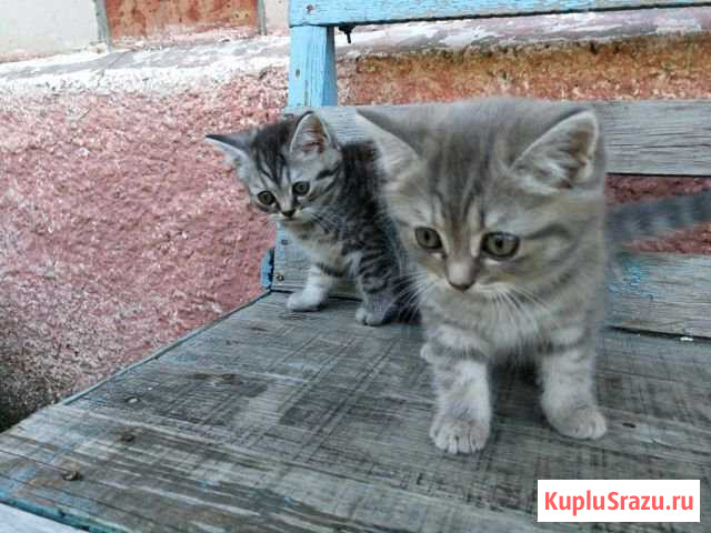 Котята Шотландцы Новоаннинский - изображение 1