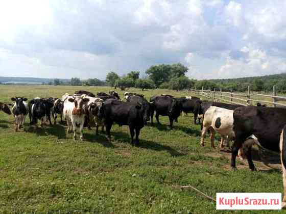 Продам Коров дойных Уфа