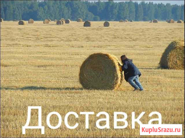 Сено с доставкой Златоуст - изображение 1