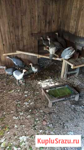 Цесарка Нижний Новгород - изображение 1