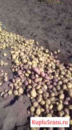 Картошка Нижнекамск