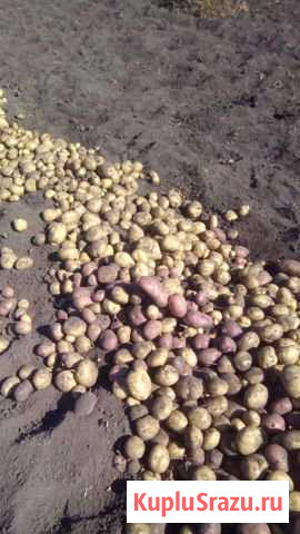 Картошка Нижнекамск - изображение 1