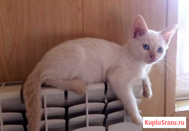 Белые котята Михайловка - изображение 1