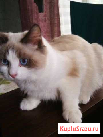 Невский маскарадный мальчик Одинцово - изображение 1