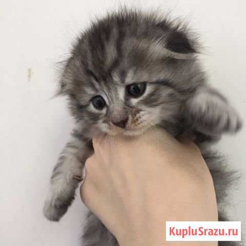 Котёнок Каспийск - изображение 1