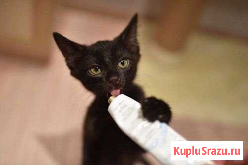 Котик Арзамас - изображение 1