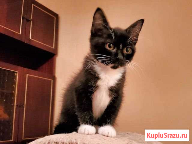 Маленький Маркизик в добрые руки Люберцы - изображение 1