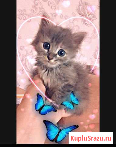 Котёнок Североуральск - изображение 1