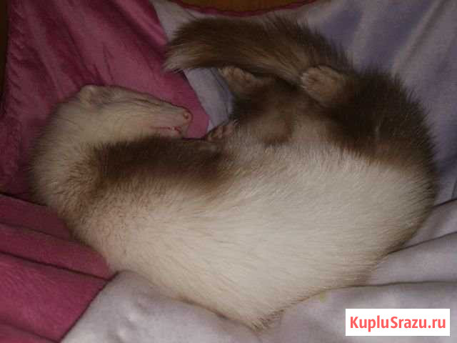 Хорёк Томилино - изображение 1