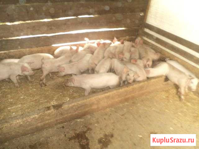 Хряк продаю поросята в наличии домашние Кропоткин - изображение 1