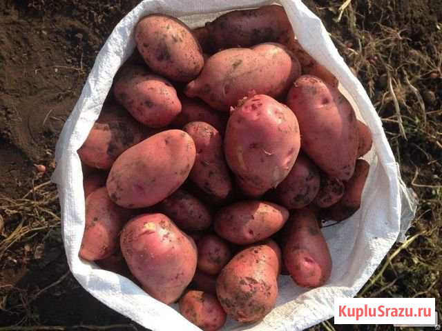 Картофель Каменск-Уральский - изображение 1