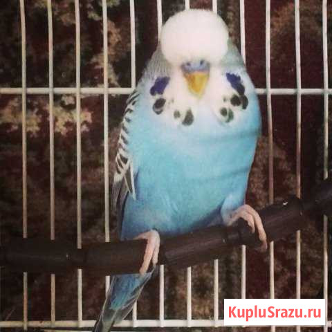 Попугаи Чехи Благовещенск - изображение 1