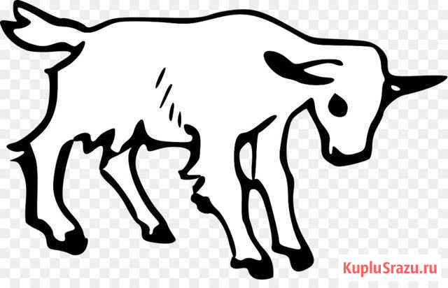 Козлик полукровка зааненской породы Сергиев Посад - изображение 1