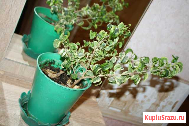 Фикус кудрявый Нижний Новгород - изображение 1