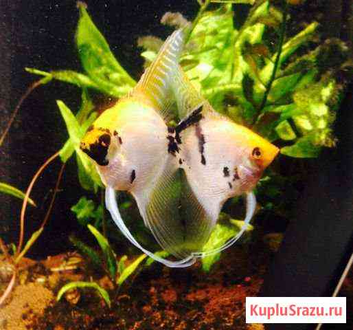 Нерестовые пары Набережные Челны