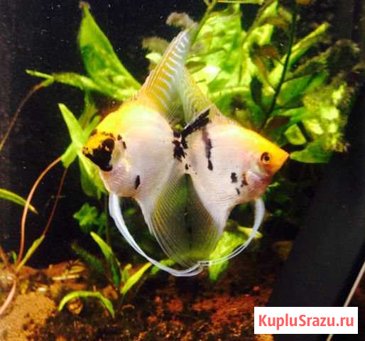 Нерестовые пары Набережные Челны - изображение 1