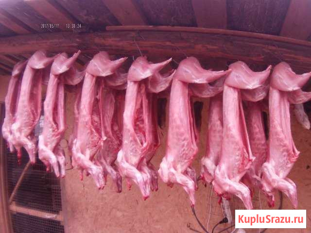 Свежая домашняя кролчатина, на мясо Новочебоксарск - изображение 1