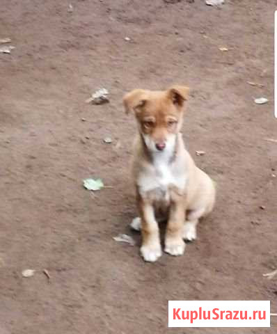 Девочки и мальчик для охраны и души Старая Купавна - изображение 1