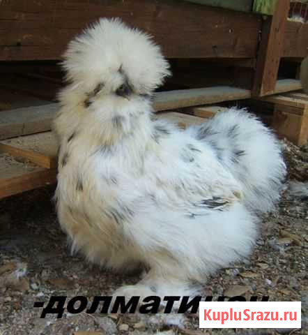 Цыплята Китайской Шелковой Силки.Куры - На обмен Иркутск - изображение 1