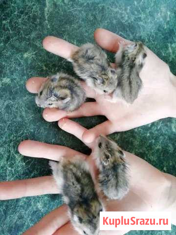Хомяки Джунгарские Бийск - изображение 1