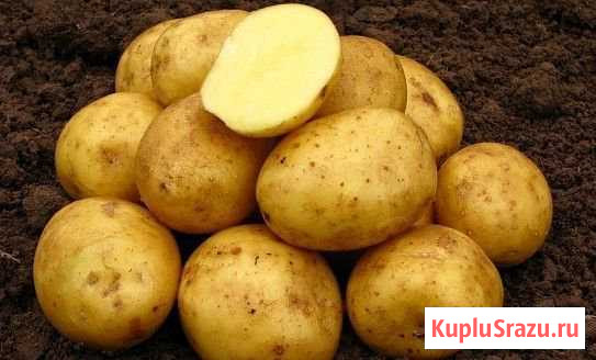 Картошка Черняховск - изображение 1