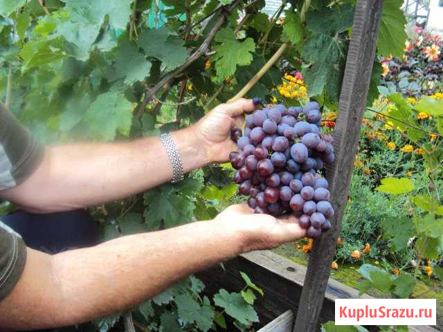 Виноград саженцы Минусинск - изображение 1
