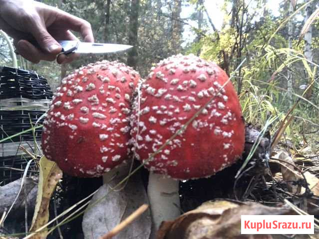 Мухомор Красный Новокуйбышевск - изображение 1