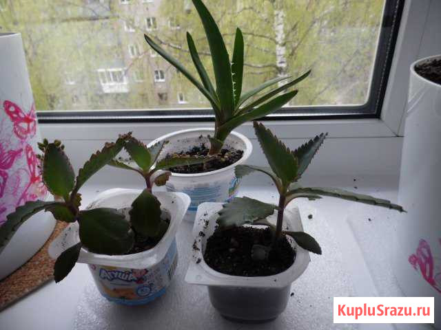 Каланхое лечебное, алое, каланхое цветущий розовый Иваново - изображение 1