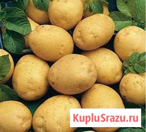 Картофель сортовой отборный Адретта Дальнереченск - изображение 1