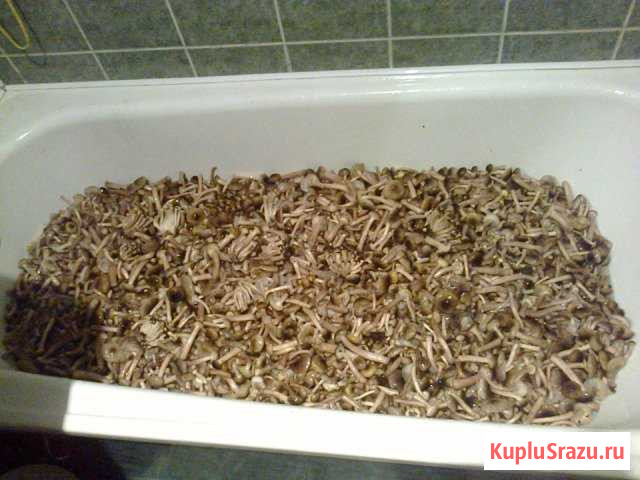 Грибы опята маринованные Джубга кп - изображение 1