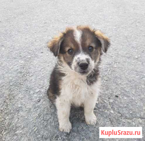 Щенок девочка в дар Славянск-на-Кубани - изображение 1