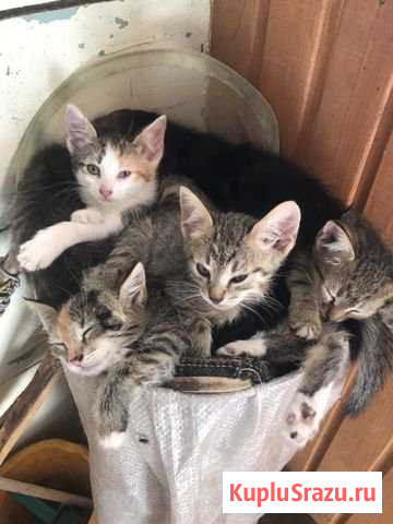 Котята Арзамас - изображение 1