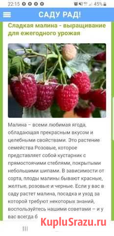 Малина Белореченск - изображение 1