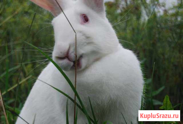 Продам крольчих Новокузнецк - изображение 1