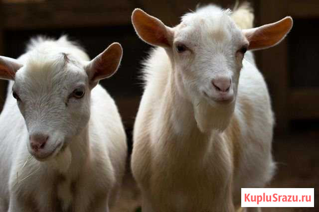 Козы, козлята Ленинск-Кузнецкий - изображение 1