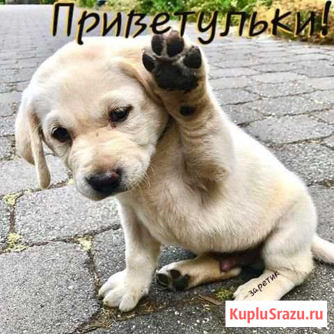 Гостиница для домашних питомцев Нижний Тагил - изображение 1
