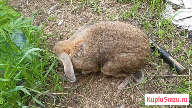 Фландеры бабочки Новокузнецк - изображение 1